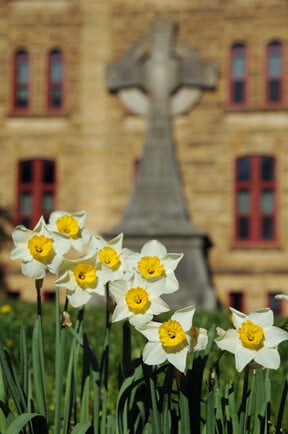 Daffodils-Celtic-cross