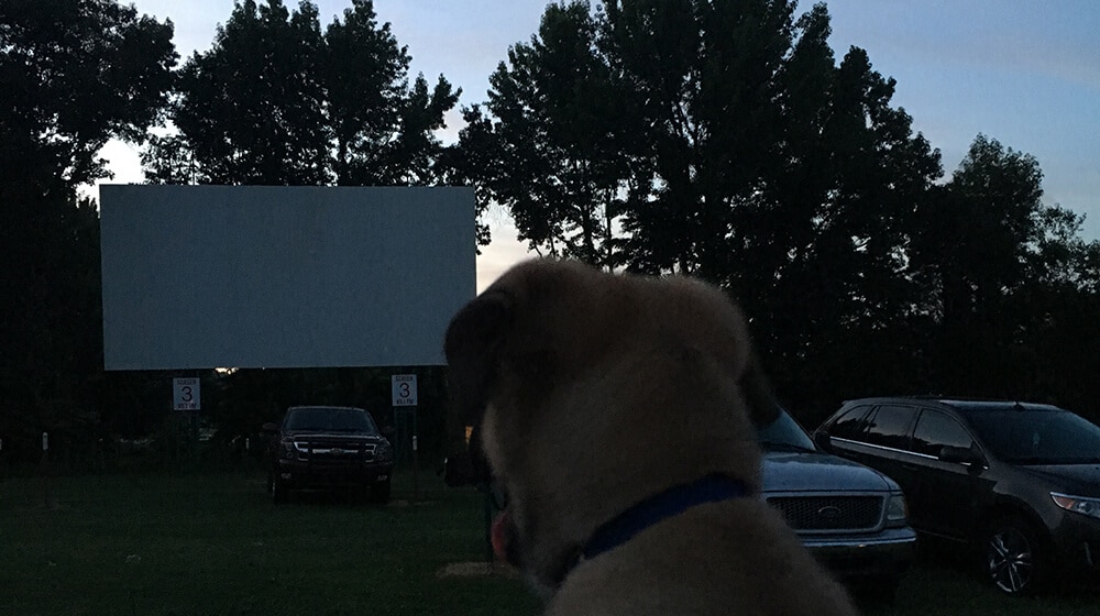 holiday-drive-in_dog