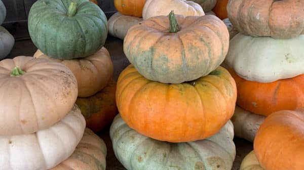 Multiple pumpkin stacks in shades of orange, green, and white are set side by side