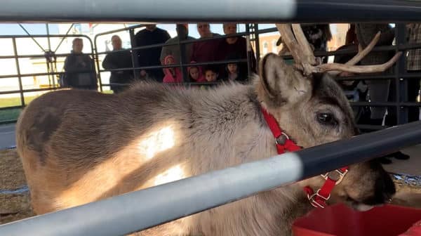 Close up of a reindeer with red collar stands behind a metal gate while a crowd of adults and children watch in the background